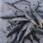В Бурятии местного жителя поймали на ловле омуля